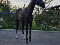 Kuda jantan, Akhal-Teke — foto 2