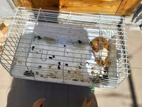 Heyvan: Dekorativ dəniz donuzu (guinea pig) Xüsusiyyətlər: - Rəng — 4 зураг