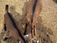 Kozel, Alpine goat — foto 6
