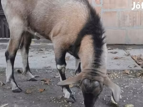 Kozioł, Nubian Goat