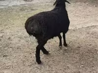 كبش, Rhon sheep — الصورة 3