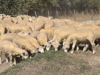 میش, Ile-de-France sheep — عکس 2