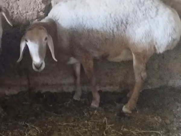แกะตัวผู้, Arashan sheep