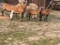 মেষী, Cameroon sheep — ছবি 2