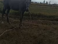 Άλογο, Thoroughbred horse — φωτογραφία 5