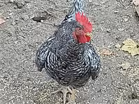 Chickens — zdjęcie 3