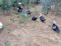 Ducks — Foto 3