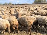 میش, گوسفند — عکس 6