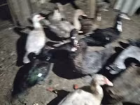 Ducks — foto 1