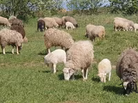 Brebis, Dorper sheep — photo 5