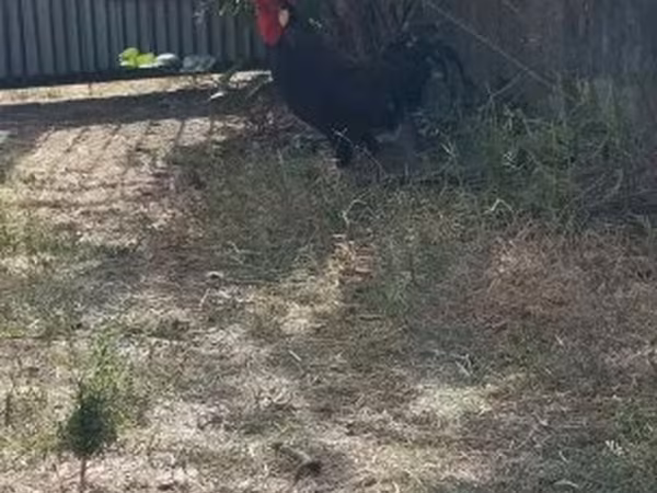 Chickens