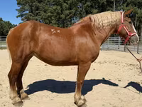 Cheval, Belgian Draught — photo 1
