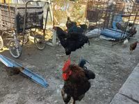 Chickens — foto 1