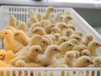 Chickens — Foto 1