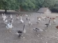 Geese — ፎቶ 2