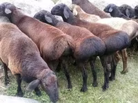 قوچ, Rhon sheep — عکس 3