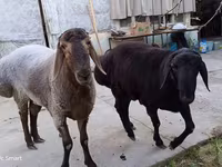Ram, Schapen — foto 6