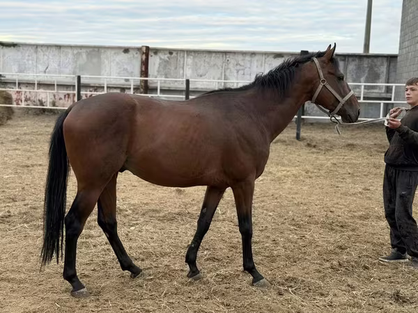 Адуу, Thoroughbred horse