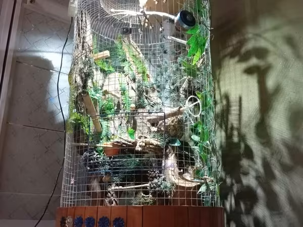 Unikal şaquli terrarium/volyer – dekorativ ağac gövdəsi və təbii