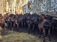 แกะตัวผู้, Hissar sheep — รูปภาพ 4