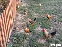 Chickens — foto 2