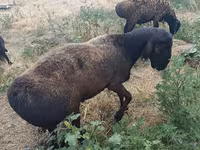 แกะตัวผู้, Hissar sheep — รูปภาพ 5