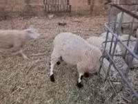 Biri-biri (lot, jantina tidak dinyatakan), Sheep — foto 6