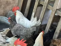 Chickens — foto 5
