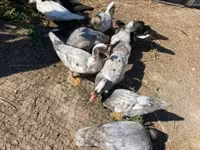 Ducks — Foto 2