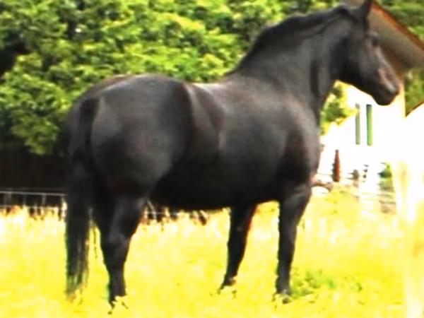 مادیان, Percheron