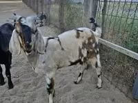 ஆண் வெள்ளாடு, Nubian Goat — புகைப்படம் 5