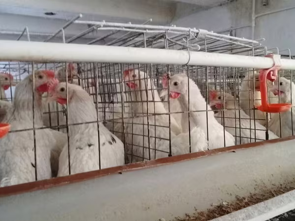 Chickens