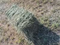 Сено в тюках ( третий укос ) Есть 540 тюков. Цена: 300 сом, торг — عکس 2