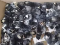 Chickens — Foto 1
