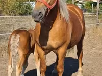 Kuda betina, Horses — foto 6