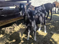 Kozel, Alpine goat — foto 2