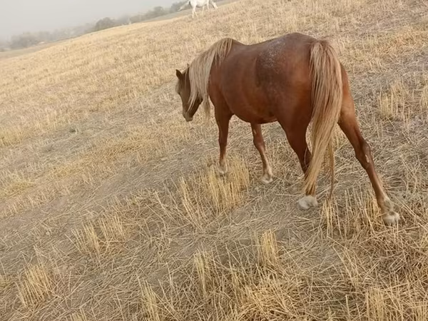 Klisna, Russian Don