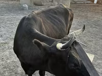 İnek, Latvian Blue cattle — foto 4