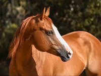 Jument, Quarter Horse — photo 3