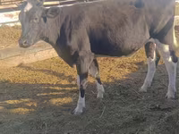 Lembu betina, Holstein breed — foto 3