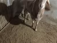 قوچ, Edilbay sheep — عکس 4