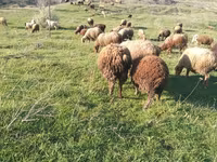 قوچ, گوسفند — عکس 7