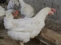 Chickens — foto 3