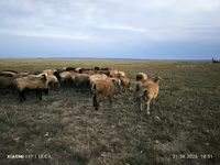 Widder, Edilbay sheep — Foto 5