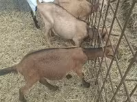 Ziegenbock, Ziegen — Foto 8