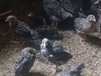Chickens — foto 2