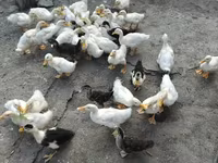 Ducks — รูปภาพ 3