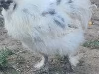 Silkie — foto 2