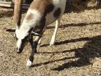 Овен, Cameroon sheep — снимка 2