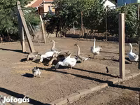 Geese — foto 1